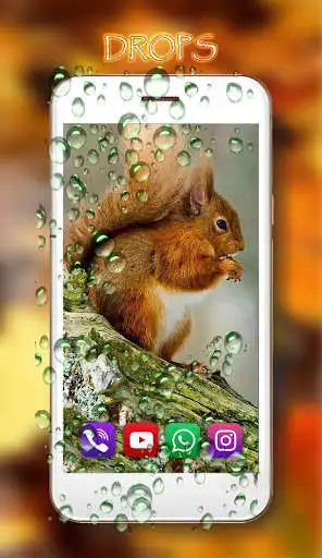 Play Squirrels Gallery