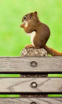 Play Squirrels Gallery