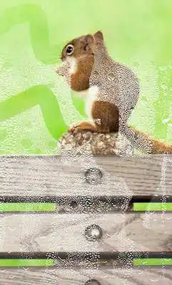 Play Squirrels Gallery