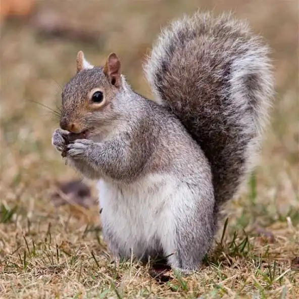 Play Squirrels Jigsaw Puzzles and enjoy Squirrels Jigsaw Puzzles with UptoPlay Play Squirrels Jigsaw Puzzles and enjoy Squirrels Jigsaw Puzzles with UptoPlay