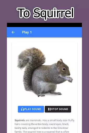 Play Squirrel sound as an online game Squirrel sound with UptoPlay