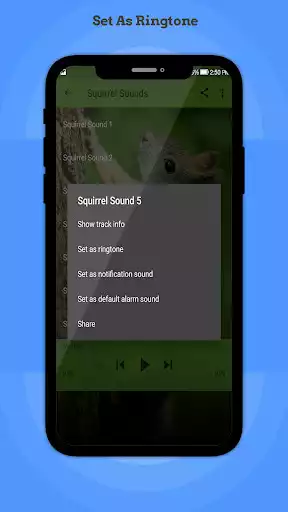 Play Squirrel Sounds as an online game Squirrel Sounds with UptoPlay