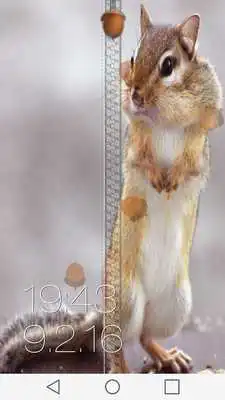 Play Squirrel Zipper Lock Screen
