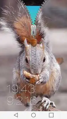 Play Squirrel Zipper Lock Screen