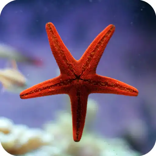 Play Starfish Wallpaper APK