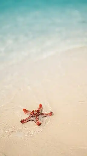 Play Starfish Wallpapers  and enjoy Starfish Wallpapers with UptoPlay