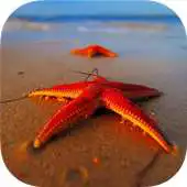 Free play online STARFISH Wallpapers v1 APK