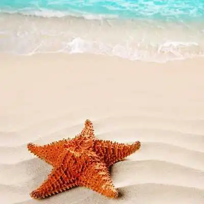 Play STARFISH Wallpapers v1