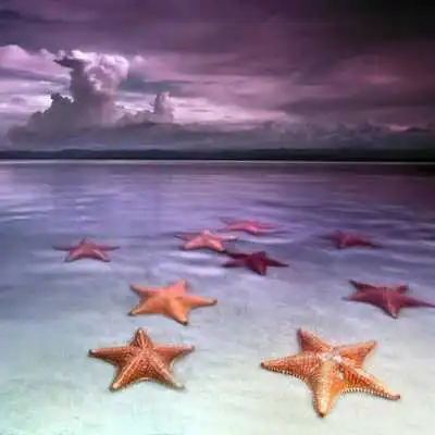 Play STARFISH Wallpapers v1