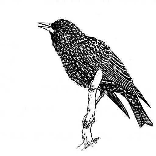 Free play online Starling Sound APK Free play online Starling Sound APK