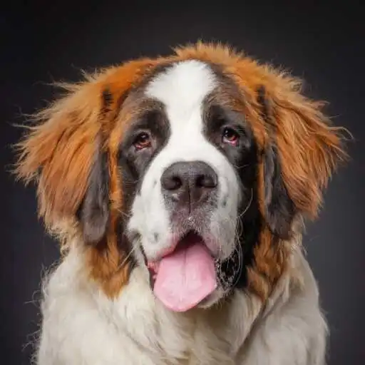 Play St. Bernard (dog) Wallpaper APK
