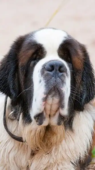 Play St. Bernard (dog) Wallpaper and enjoy St. Bernard (dog) Wallpaper with UptoPlay Play St. Bernard (dog) Wallpaper and enjoy St. Bernard (dog) Wallpaper with UptoPlay
