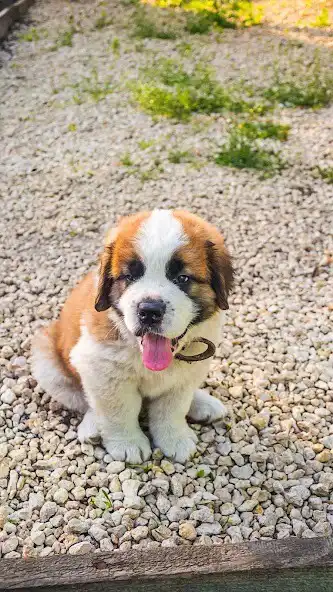 Play St. Bernard (dog) Wallpaper as an online game online St. Bernard (dog) Wallpaper with UptoPlay Play St. Bernard (dog) Wallpaper as an online game St. Bernard (dog) Wallpaper with UptoPlay