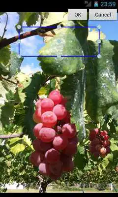 Play Sticky on Picture