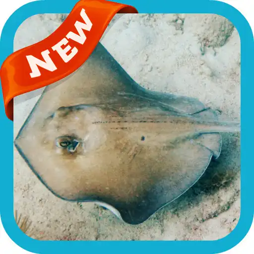 Play Stingray Wallpaper APK Play Stingray Wallpaper APK