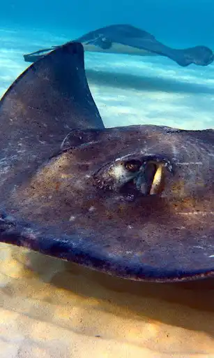 Play Stingray Wallpaper  and enjoy Stingray Wallpaper with UptoPlay