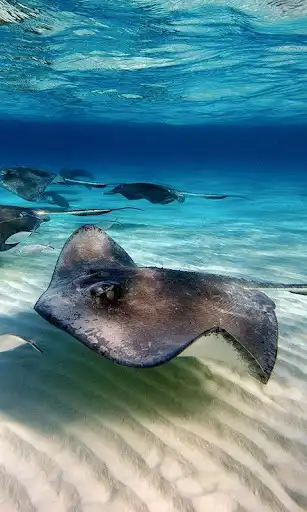 Play Stingray Wallpaper as an online game Stingray Wallpaper with UptoPlay