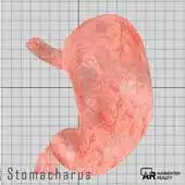 Free play online Stomacharus APK Free play online Stomacharus APK