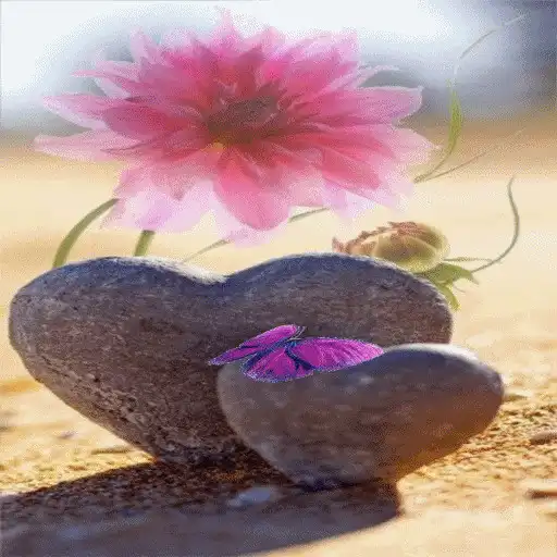 Play Stony Hearts Flower LWP APK