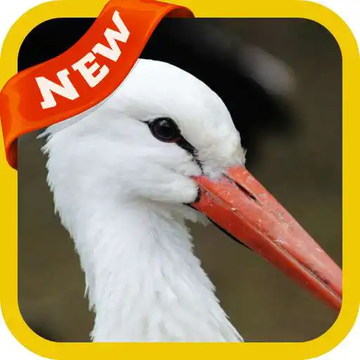 Play Stork Wallpaper APK