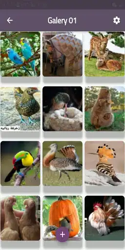 Play Strange beautiful creatures  and enjoy Strange beautiful creatures with UptoPlay