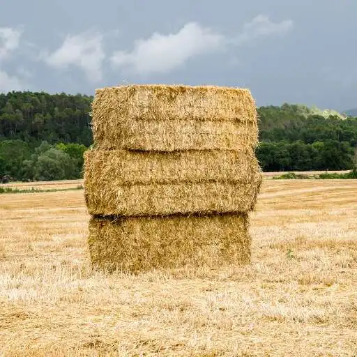 Play Straw bale Wallpaper APK