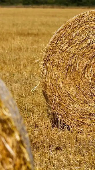 Play Straw bale Wallpaper as an online game online Straw bale Wallpaper with UptoPlay Play Straw bale Wallpaper as an online game Straw bale Wallpaper with UptoPlay