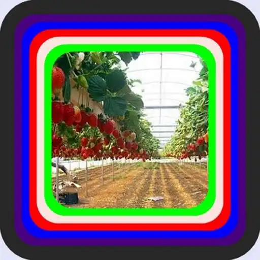 Play Strawberry fruit cultivation APK