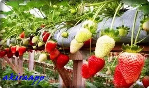 Play Strawberry fruit cultivation  and enjoy Strawberry fruit cultivation with UptoPlay
