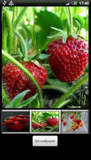 Play Strawberry HD Wallpaper