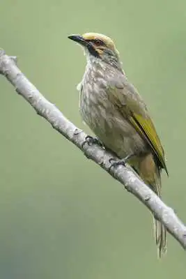 Play Straw-headed Bulbul Sound