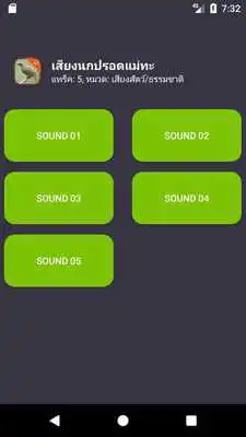 Play Straw-headed Bulbul Sound