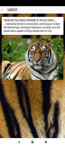 Play Striped Facts as an online game Striped Facts with UptoPlay