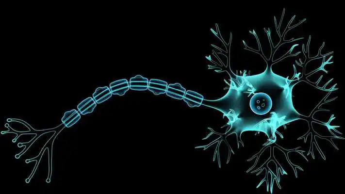 Play Structure of Neuron