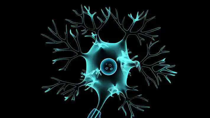 Play Structure of Neuron