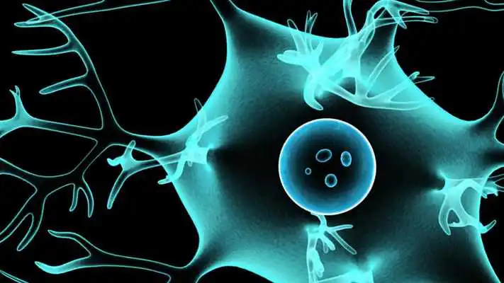 Play Structure of Neuron