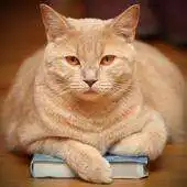 Free play online Studious Pets Live Wallpaper APK