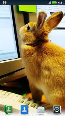 Play Studious Pets Live Wallpaper Play Studious Pets Live Wallpaper