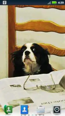 Play Studious Pets Live Wallpaper Play Studious Pets Live Wallpaper