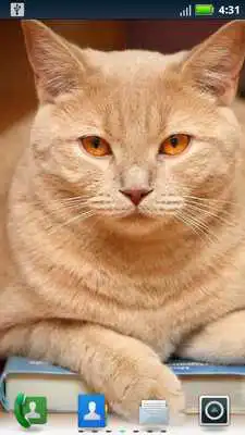 Play Studious Pets Live Wallpaper Play Studious Pets Live Wallpaper