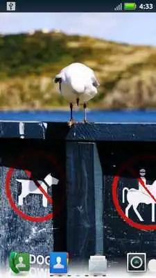 Play Studious Pets Live Wallpaper Play Studious Pets Live Wallpaper