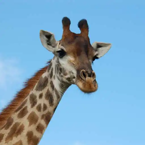 Play Study Giraffe APK