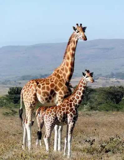 Play Study Giraffe and enjoy Study Giraffe with UptoPlay Play Study Giraffe and enjoy Study Giraffe with UptoPlay