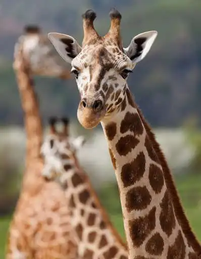 Play Study Giraffe as an online game online Study Giraffe with UptoPlay Play Study Giraffe as an online game Study Giraffe with UptoPlay
