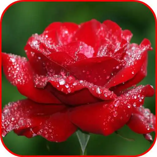 Run free android online Stylish Flower Images APK Run free android online Stylish Flower Images APK