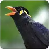 Free play online Suara Beo Gacor : Kicau Beo Gacor Masteran APK