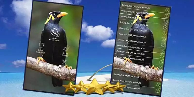 Play Suara Beo Gacor : Kicau Beo Gacor Masteran