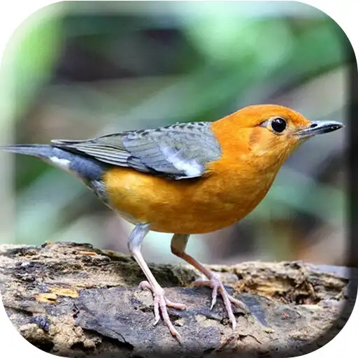 Play Suara Burung Anis Merah Betina APK Play Suara Burung Anis Merah Betina APK