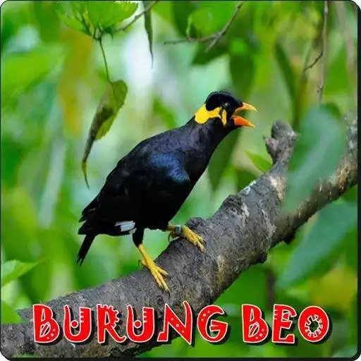 Play Suara Burung Beo APK