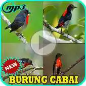 Free play online Suara Burung Cabai Terlengkap APK